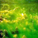 Algae Inhibitor